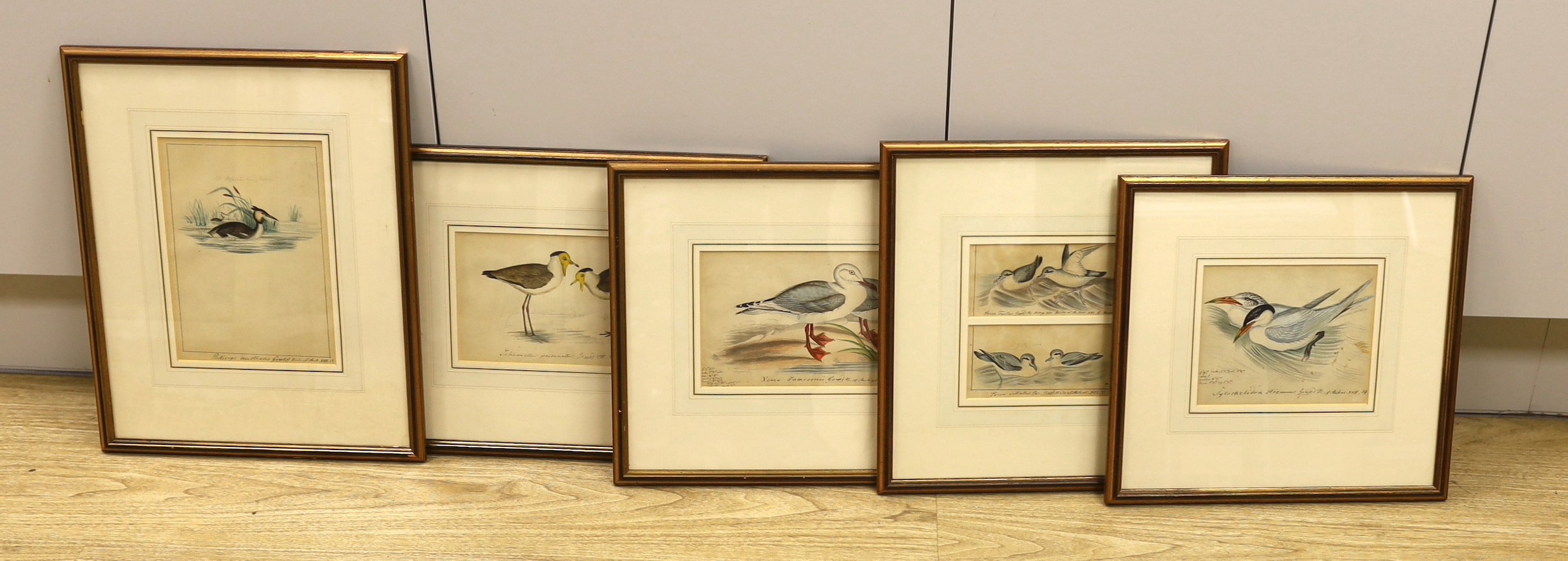 19th century English School, five ink and watercolour studies of birds after Goulds' Birds of Australia, largest 23 x 16cm